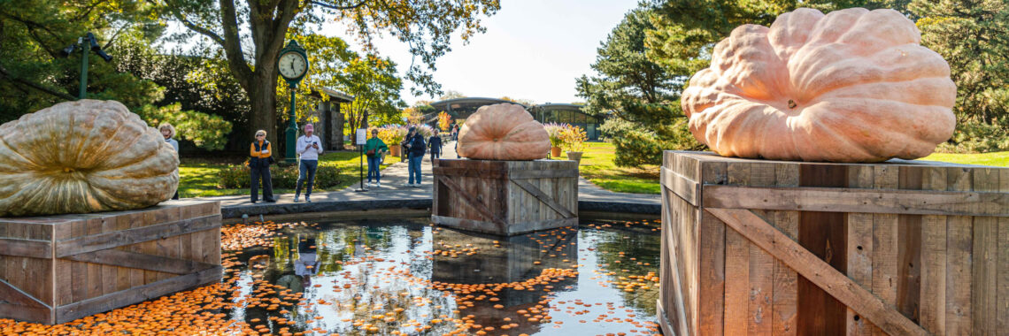 GIANT PUMPKIN PALOOZA WEEKEND
