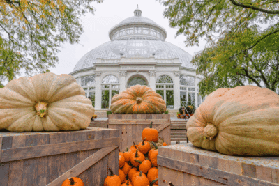 GIANT PUMPKIN CARVING @NYBG