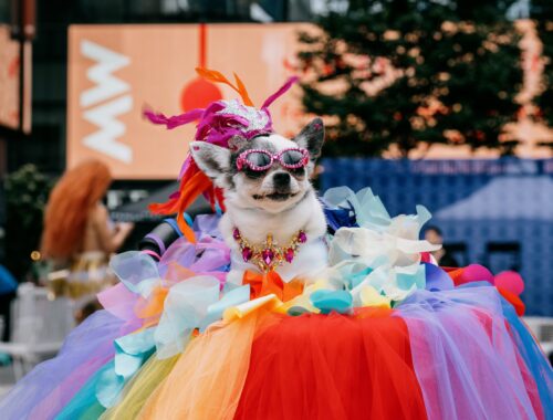 Woof Fest: Paws for Pride 2026