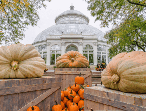GIANT PUMPKIN CARVING @NYBG