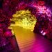 THE FOREST WITHIN: Genesis House Immersive Exhibit