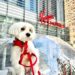 Paws on The Patio: HOWL-O-WEEN