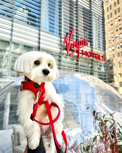 Paws on The Patio: HOWL-O-WEEN