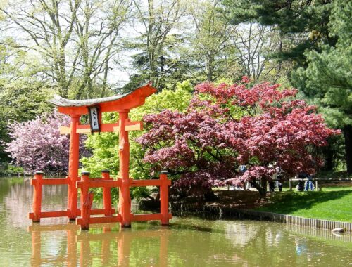 Cherry Blossom: Hanami Nights